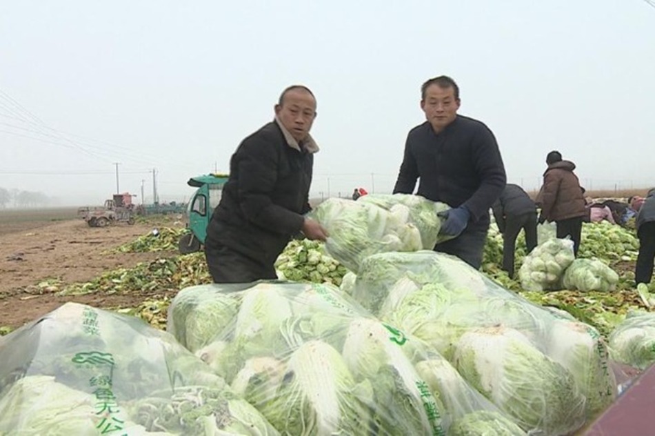 ক্লাবরুট রোগ ঠেকাতে গুরুত্বপূর্ণ জিন আবিষ্কার করলেন চীনা বিজ্ঞানীরা